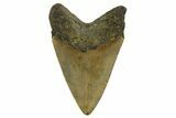 Fossil Megalodon Tooth - North Carolina #328236-1